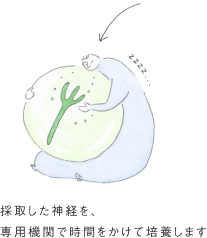 採取した神経を、専用機関で時間をかけて培養します